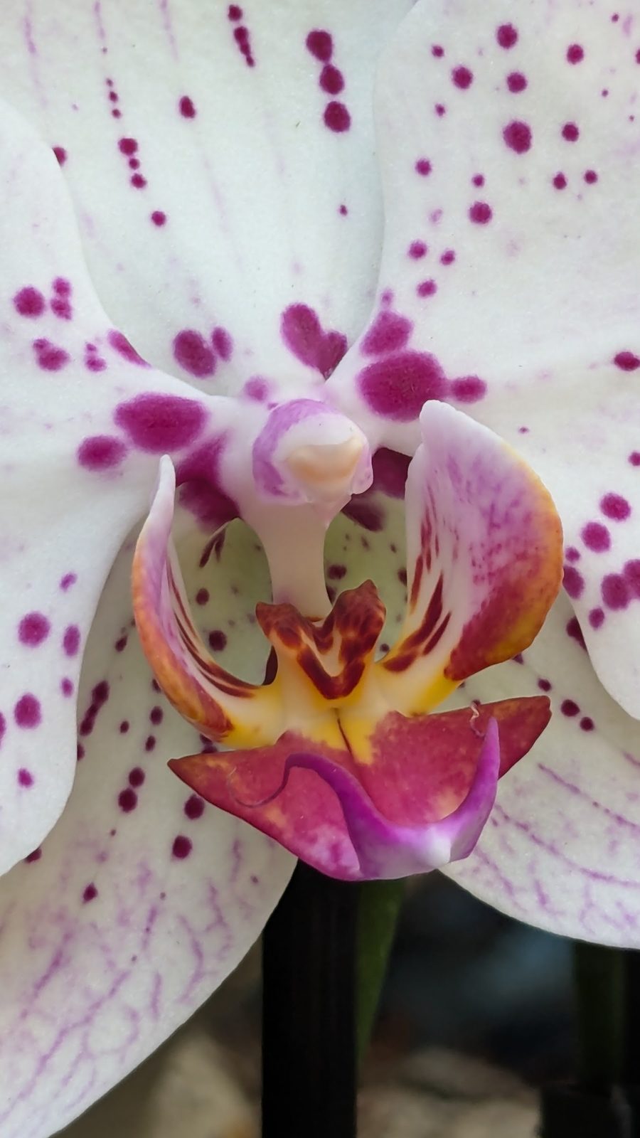 Orchidée phalaenopsis mouchetée