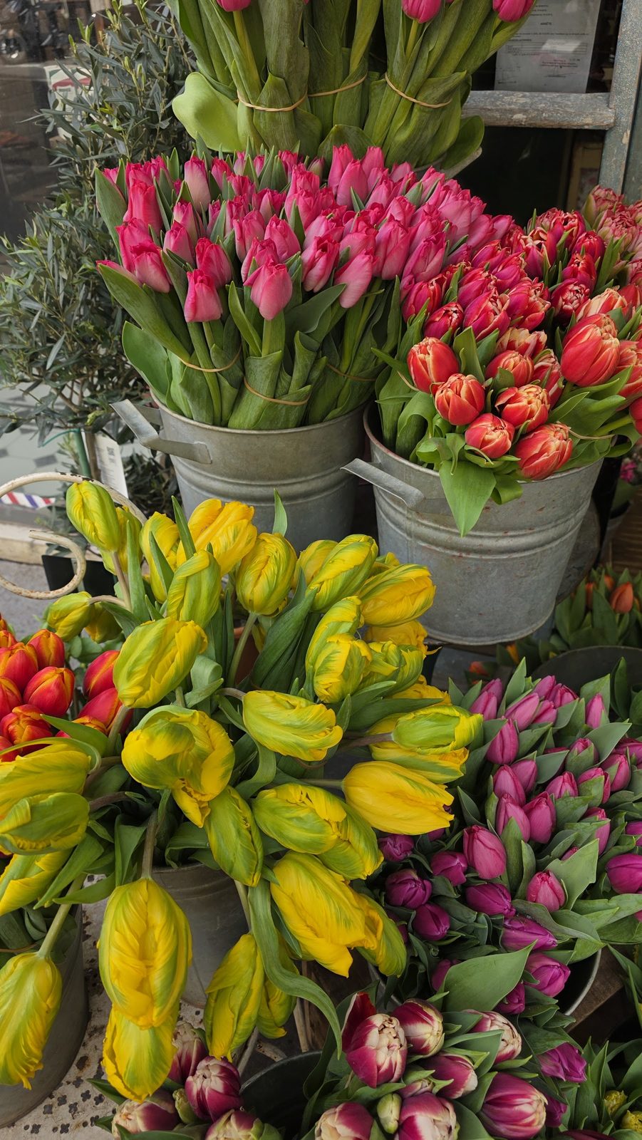 Tulipes de saison en seaux